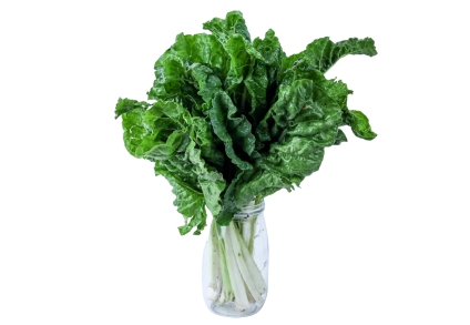 Farm Organic Spinach / Bunch